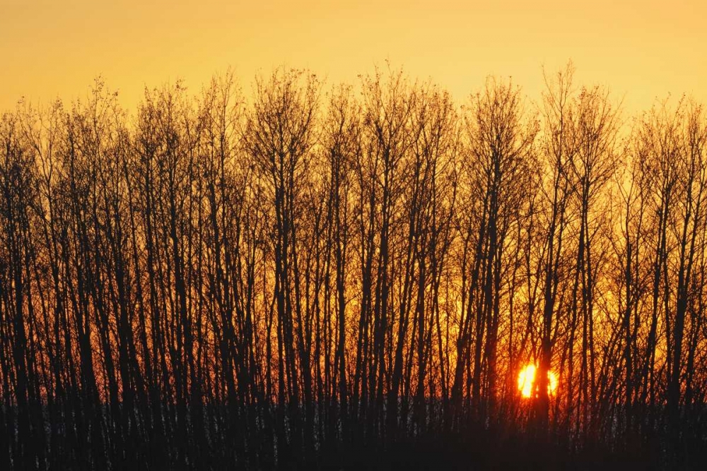 Wall Art Painting id:128484, Name: Canada, Melfort Aspen trees at sunset, Artist: Grandmaison, Mike