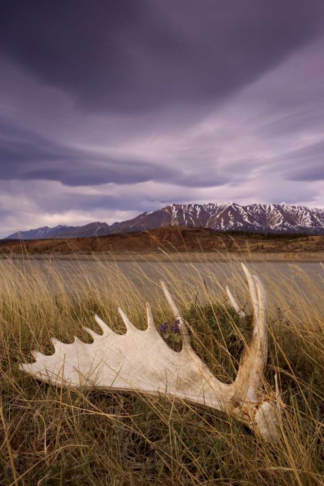 Wall Art Painting id:132918, Name: Canada, BC, Yukon, Moose antler and landscape, Artist: Paulson, Don