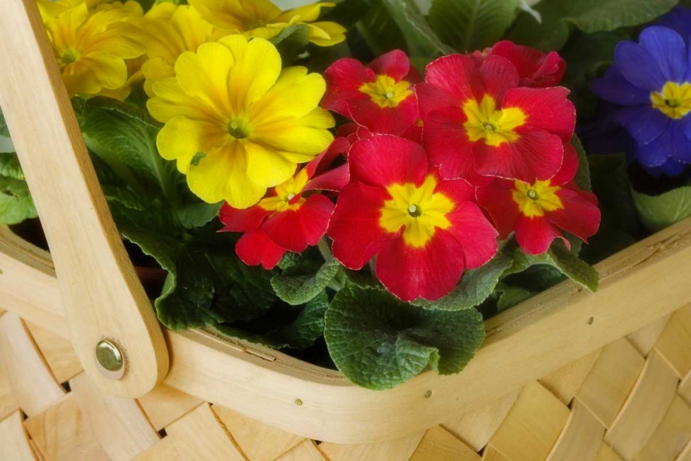 Wall Art Painting id:131658, Name: Detail of basket of flowers, Artist: Paulson, Don