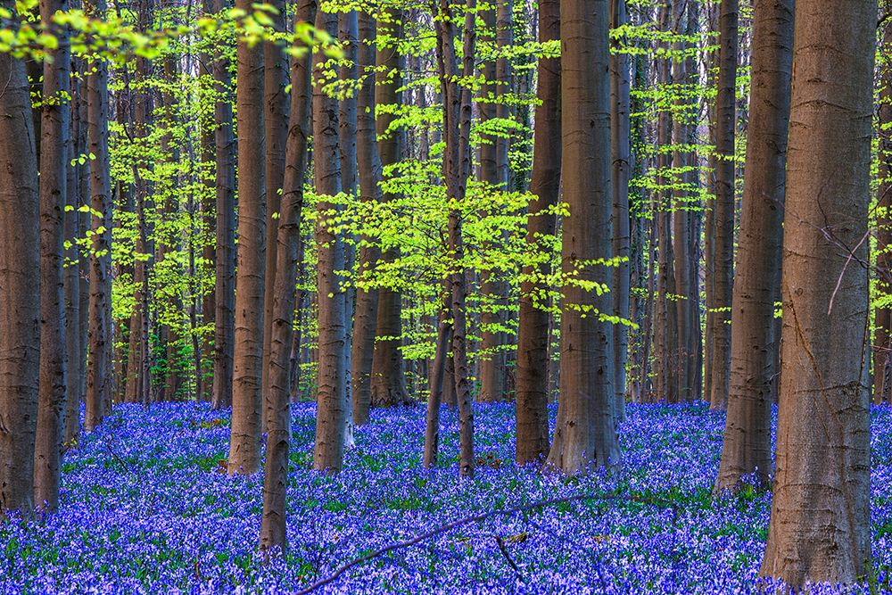 Wall Art Painting id:517844, Name: Europe-Belgium-Hallerbos forest with blooming bluebells, Artist: Jaynes Gallery