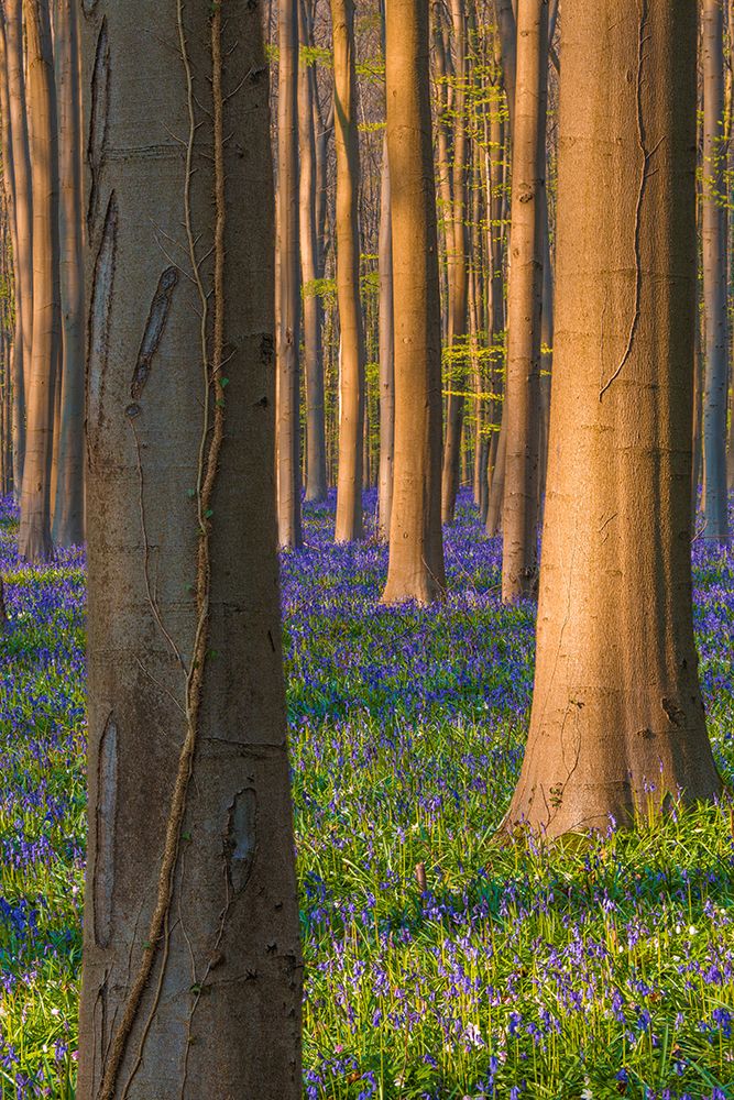Wall Art Painting id:517845, Name: Europe-Belgium-Hallerbos forest with blooming bluebells, Artist: Jaynes Gallery