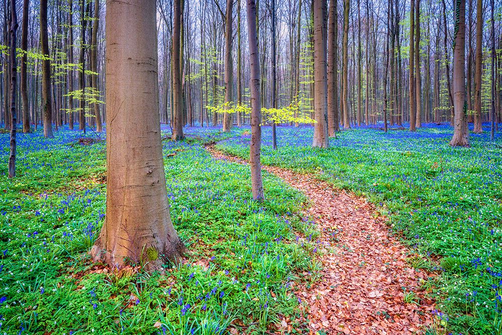 Wall Art Painting id:517846, Name: Europe-Belgium-Hallerbos forest with blooming bluebells, Artist: Jaynes Gallery