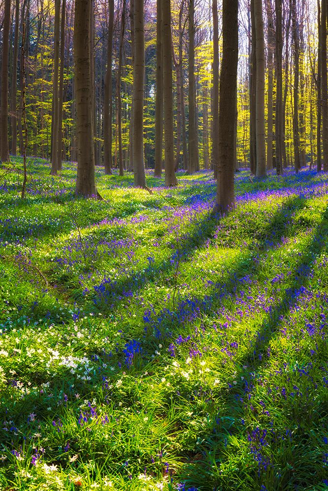 Wall Art Painting id:517848, Name: Europe-Belgium-Hallerbos forest with blooming bluebells, Artist: Jaynes Gallery