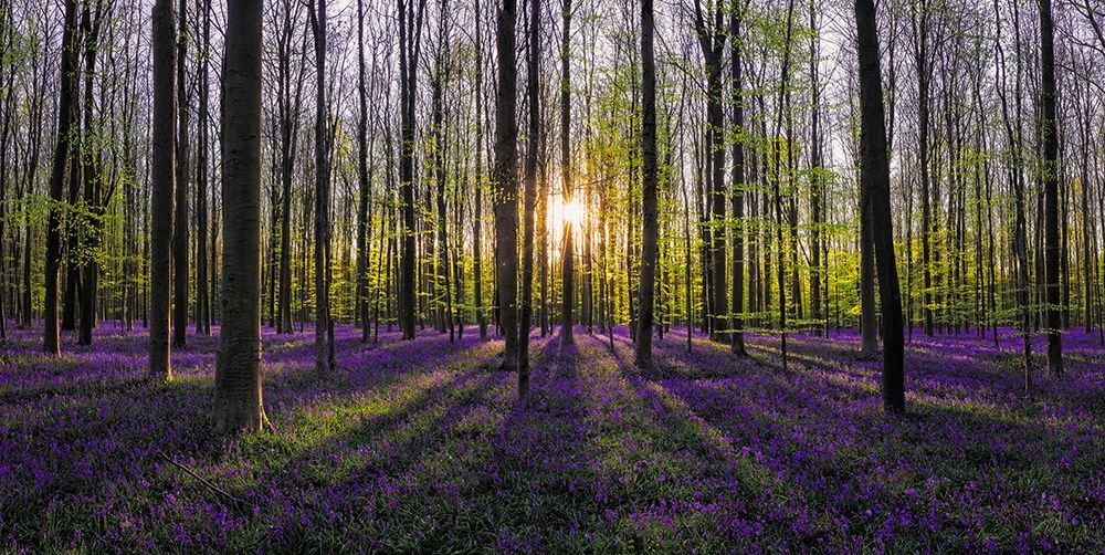 Wall Art Painting id:517849, Name: Europe-Belgium-Sunrise on Hallerbos forest with blooming bluebells, Artist: Jaynes Gallery