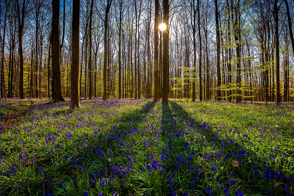 Wall Art Painting id:517850, Name: Europe-Belgium-Hallerbos forest with blooming bluebells, Artist: Jaynes Gallery