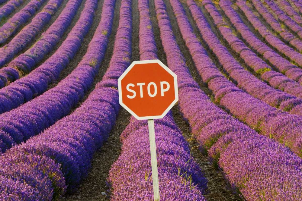 Wall Art Painting id:136769, Name: France, Provence Rows of lavender and stop sign, Artist: Zuckerman, Jim