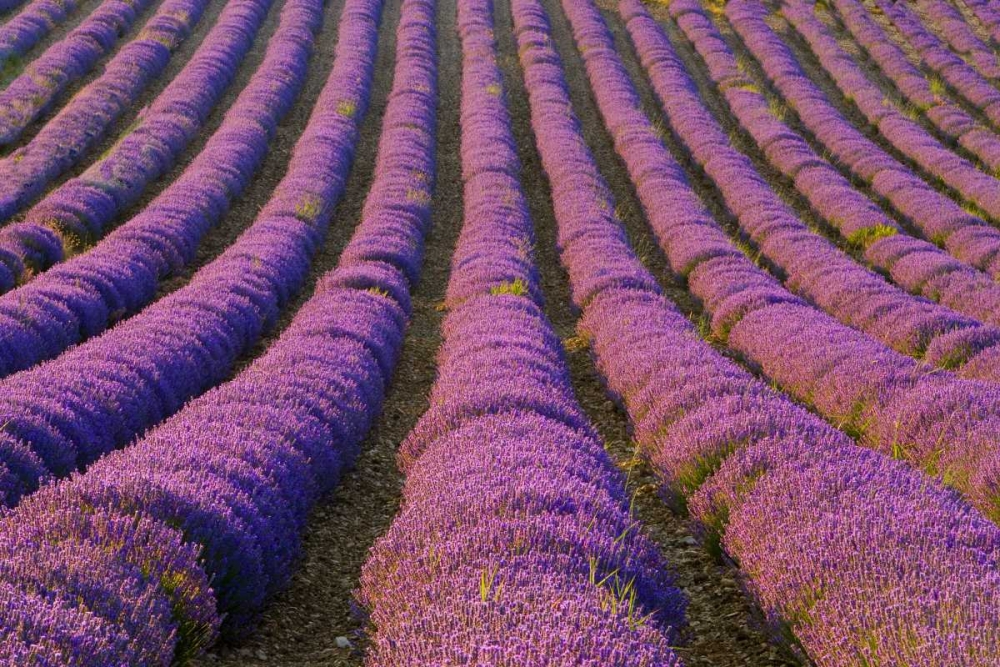 Wall Art Painting id:136804, Name: France, Provence Region Orderly rows of lavender, Artist: Zuckerman, Jim