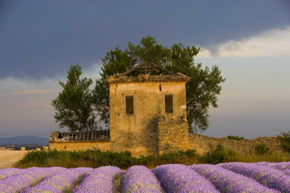 Wall Art Painting id:136673, Name: France, Provence Field of lavender and hut, Artist: Zuckerman, Jim