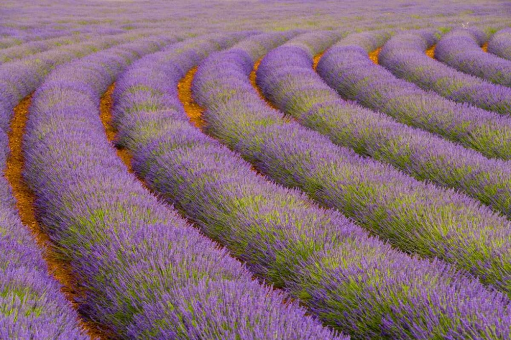 Wall Art Painting id:136800, Name: France, Provence region Curved rows of lavender, Artist: Zuckerman, Jim