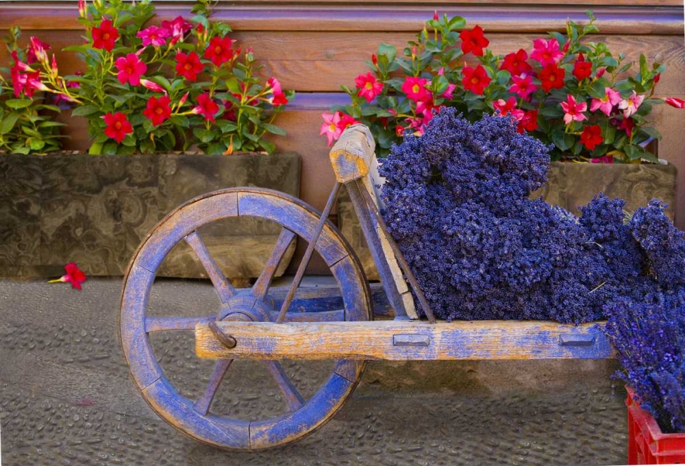 Wall Art Painting id:136822, Name: France, Provence, Sault Cart with fresh lavender, Artist: Zuckerman, Jim