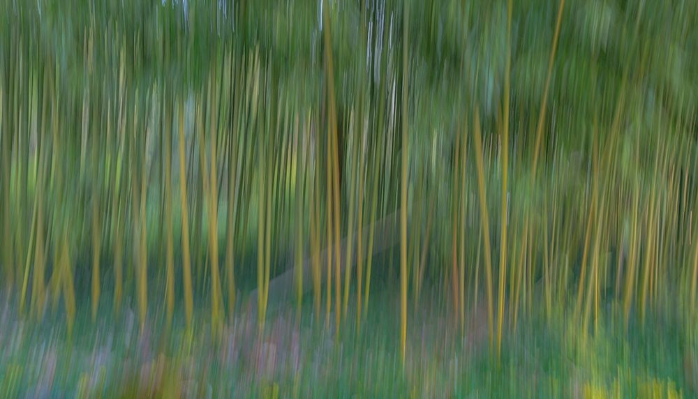 Wall Art Painting id:400182, Name: France-Giverny Abstract of bamboo forest in Monets Garden , Artist: Jaynes Gallery