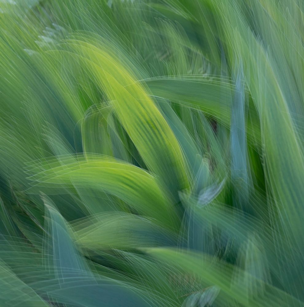 Wall Art Painting id:400188, Name: France-Giverny Abstract of green leaves , Artist: Jaynes Gallery