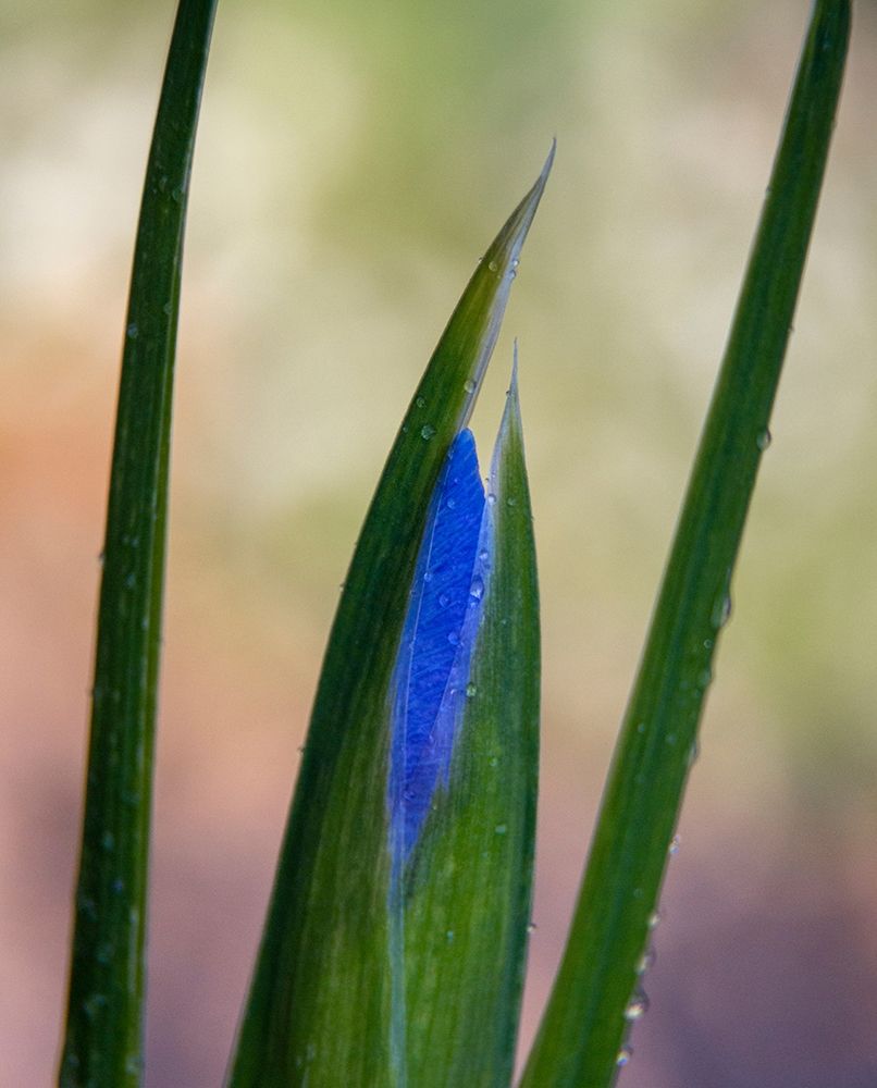 Wall Art Painting id:400205, Name: France-Giverny Close-up of emerging purple iris , Artist: Jaynes Gallery