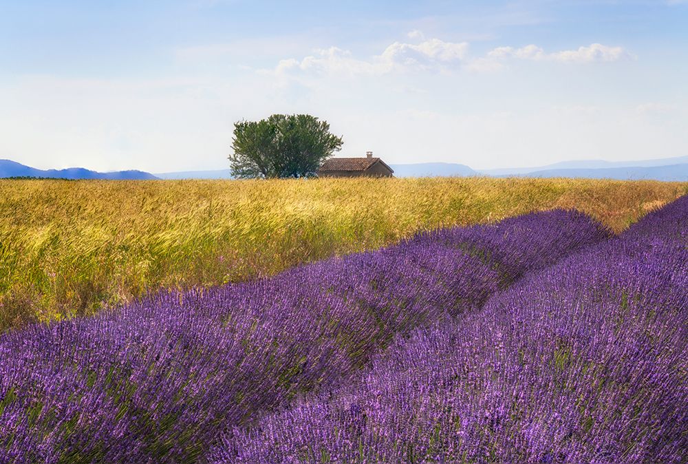 Wall Art Painting id:517877, Name: Europe-France-Provence-Valensole Plateau-Lavender and wheat crops with tree and house, Artist: Jaynes Gallery