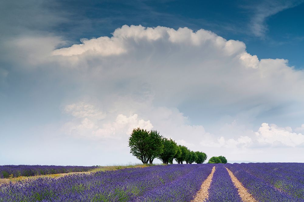 Wall Art Painting id:517879, Name: Europe-France-Provence-Valensole Plateau-Clouds over rows of lavender and trees, Artist: Jaynes Gallery