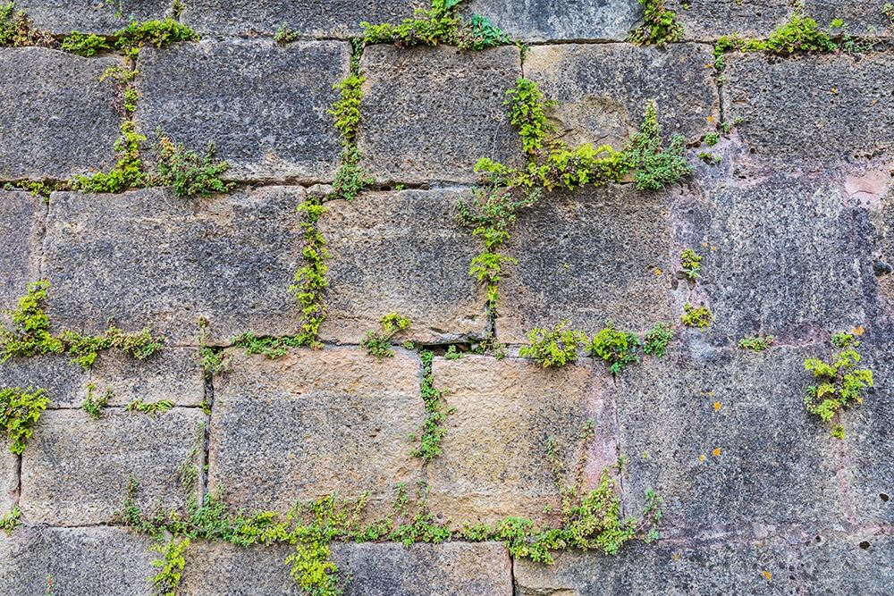 Wall Art Painting id:400224, Name: France-Dordogne-Hautefort Plants growing in a stone wall in the town of Hautefort, Artist: Wilson, Emily