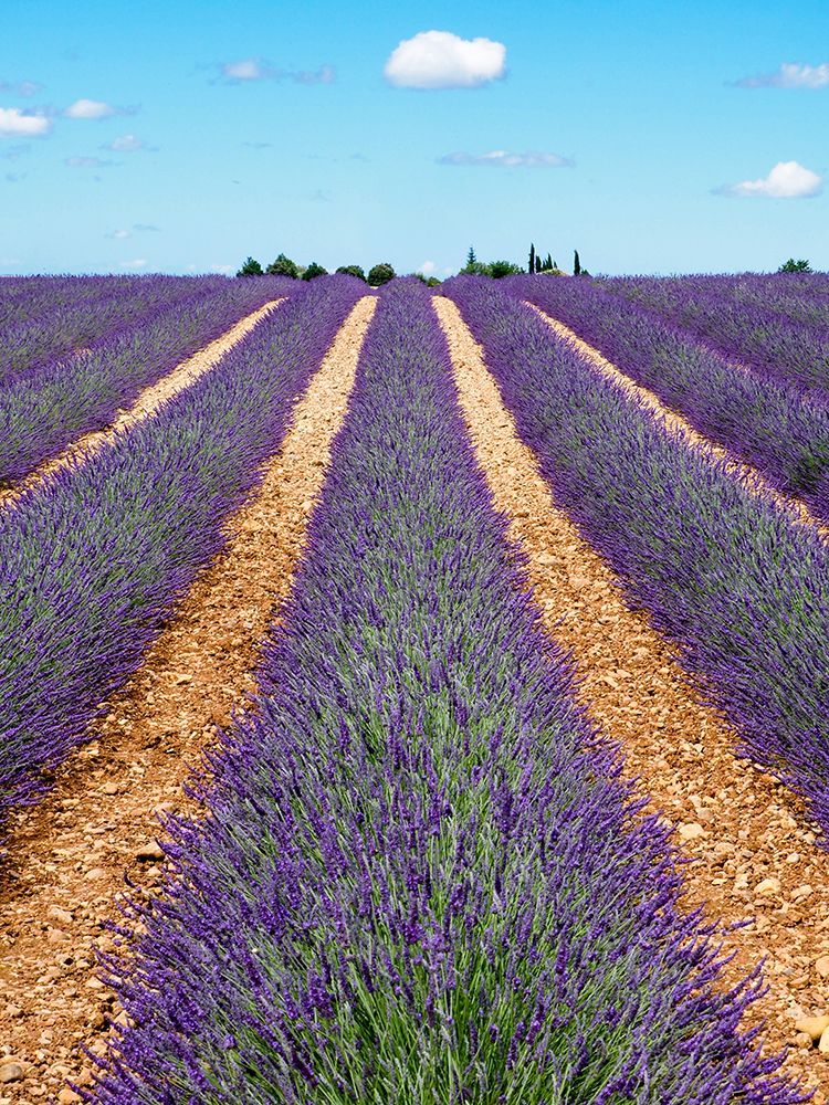 Wall Art Painting id:752520, Name: France, Provence. Lavender fields., Artist: Eggers, Terry