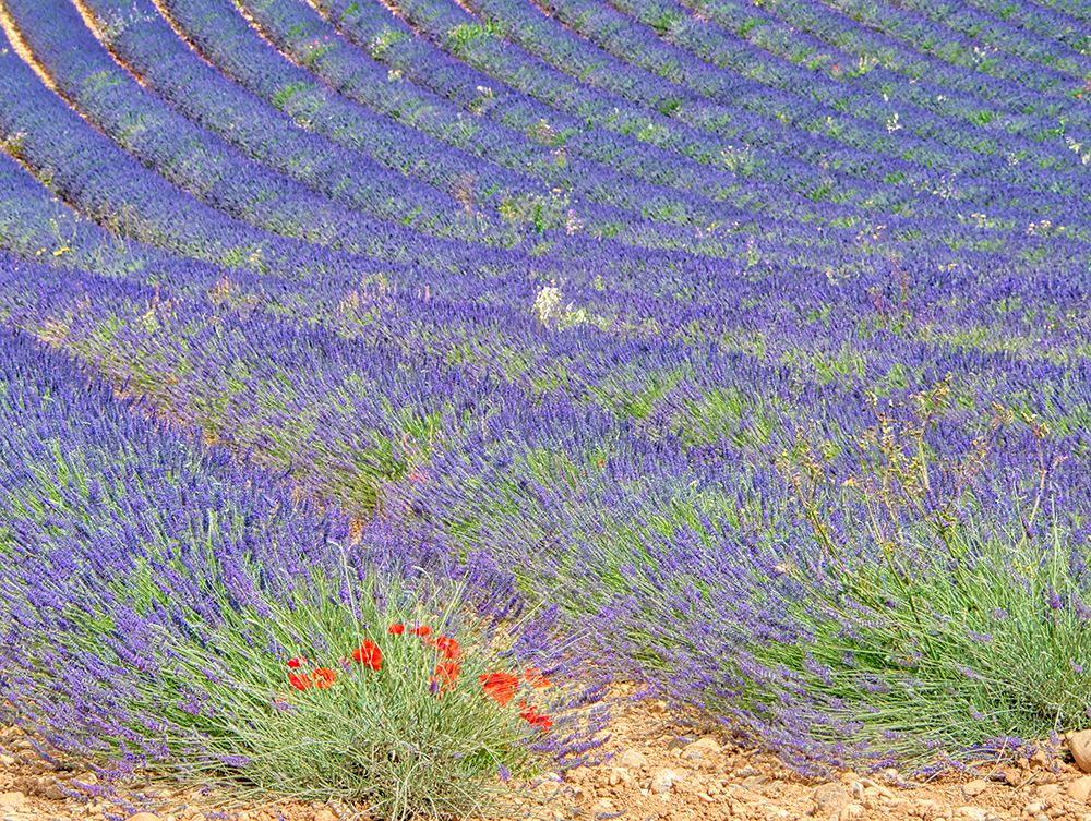 Wall Art Painting id:752521, Name: France, Provence. Lavender fields and poppies., Artist: Eggers, Terry