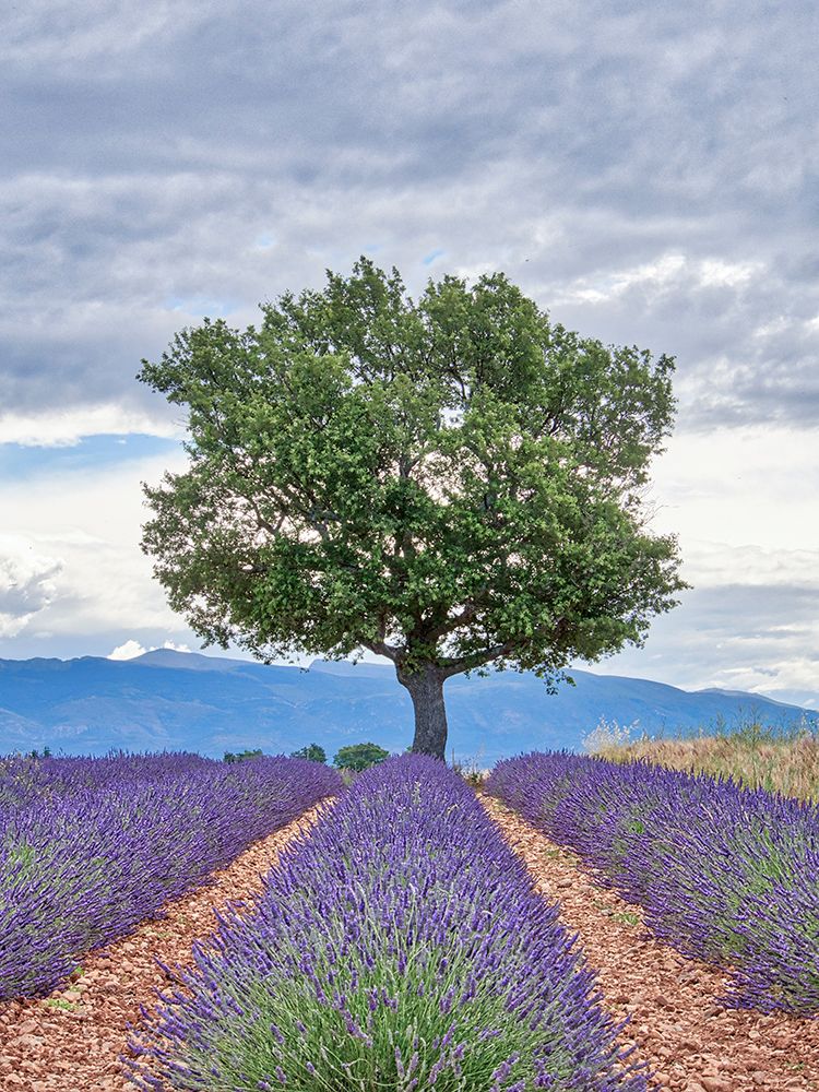 Wall Art Painting id:752523, Name: France, Provence. Lavender fields with lone tree, Artist: Eggers, Terry