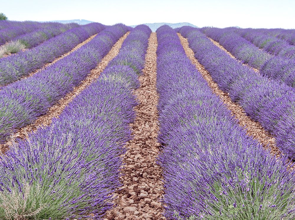 Wall Art Painting id:752524, Name: France, Provence. Lavender fields., Artist: Eggers, Terry