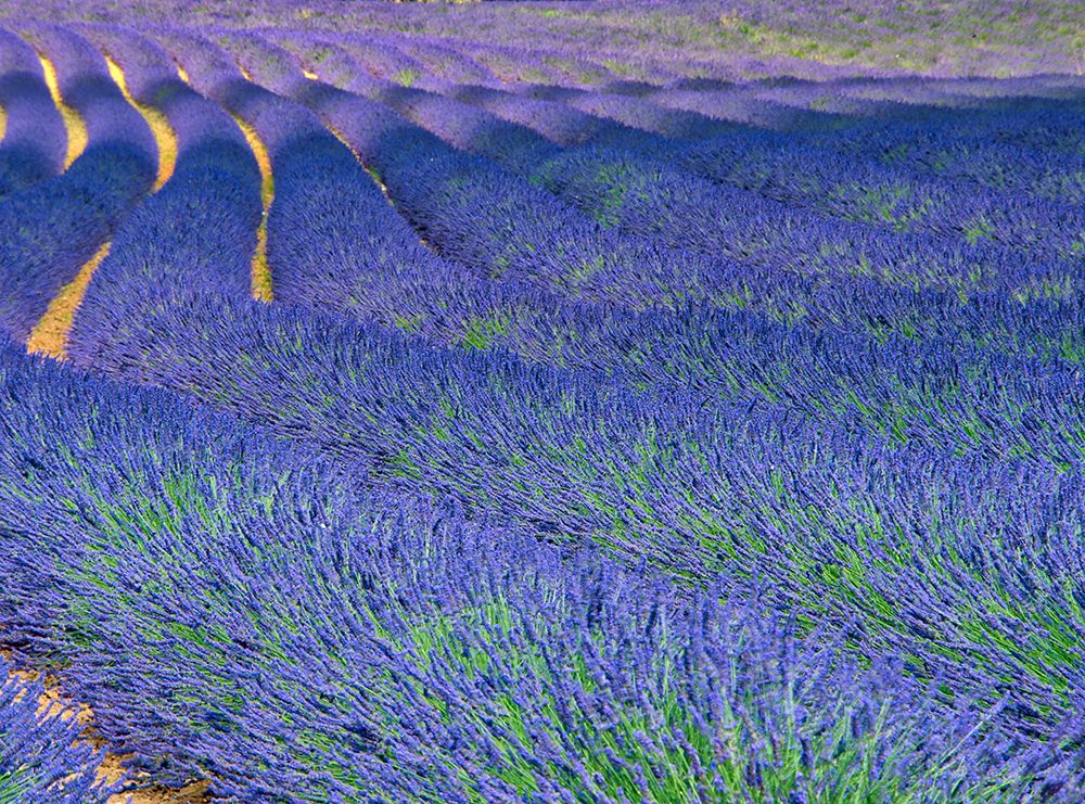 Wall Art Painting id:752526, Name: France, Provence. S-Cure pattern in the lavender, Artist: Eggers, Terry