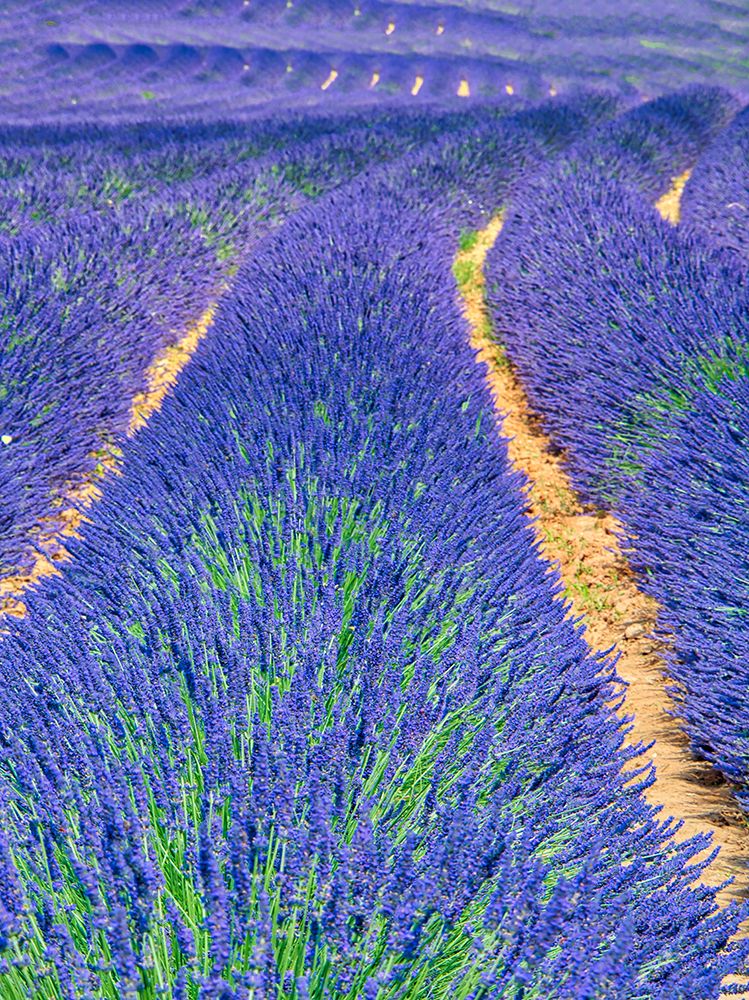 Wall Art Painting id:752528, Name: France, Provence. S-Cure pattern in the lavender, Artist: Eggers, Terry