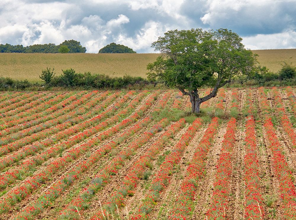 Wall Art Painting id:752529, Name: France, Provence, Sault, Lone tree and poppies, Artist: Eggers, Terry