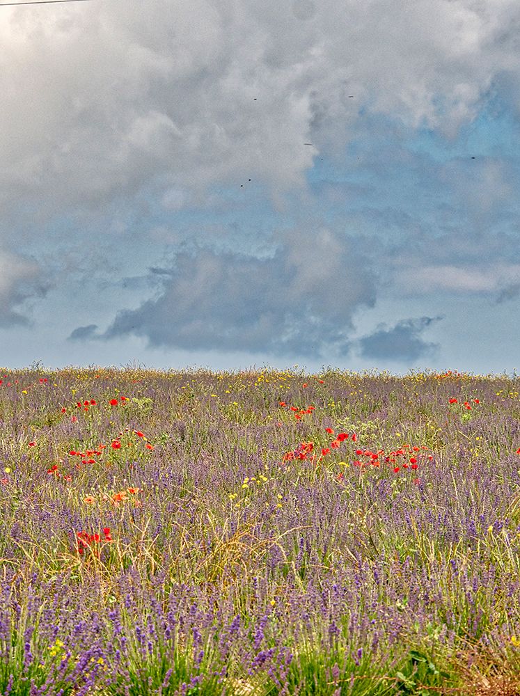Wall Art Painting id:752530, Name: France, Provence, Sault, Hillsides of wildflowers, Artist: Eggers, Terry
