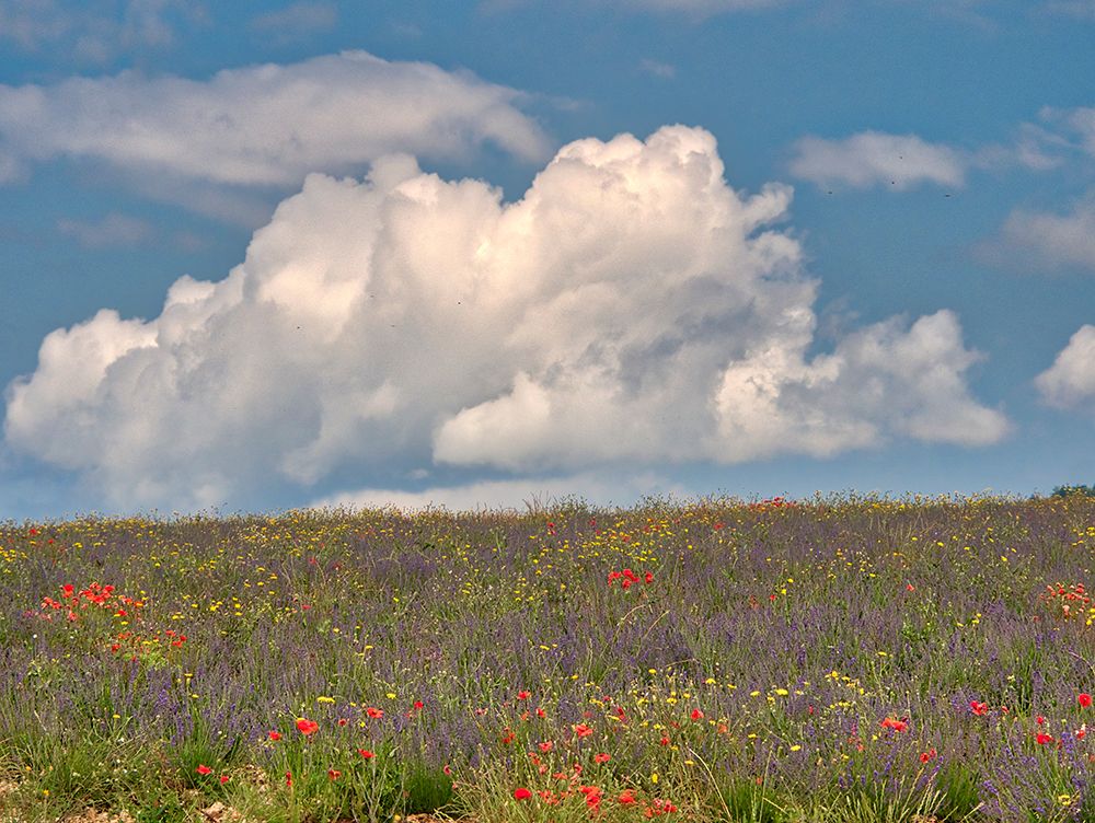 Wall Art Painting id:752531, Name: France, Provence, Sault, Hillsides of wildflowers, Artist: Eggers, Terry