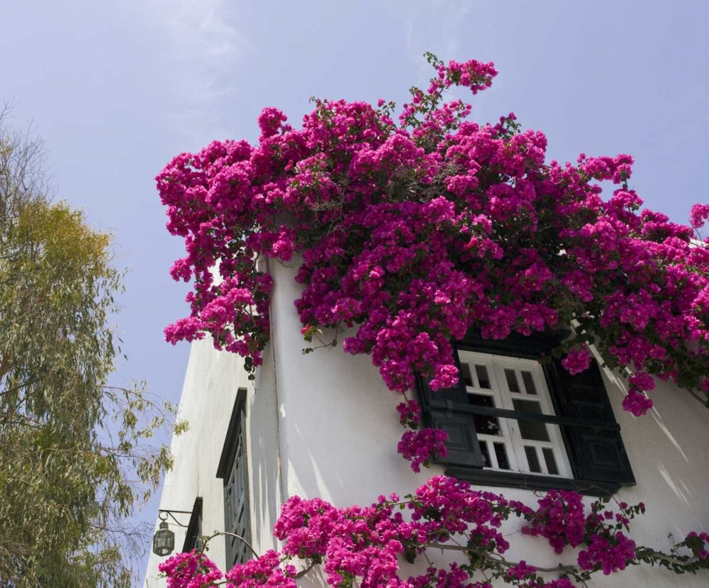 Wall Art Painting id:136304, Name: Greece, Mykonos, Hora Bougainvillea flowers, Artist: Young, Bill