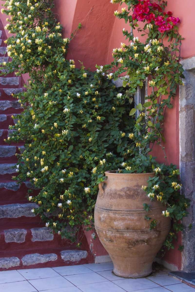 Wall Art Painting id:136314, Name: Greece, Santorini Pot with honeysuckle vine, Artist: Young, Bill