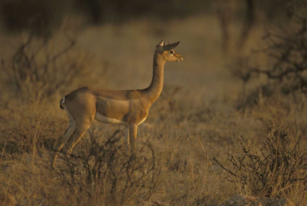 Wall Art Painting id:128198, Name: Kenya, Samburu NP Male gerenuk stands alert, Artist: Grall, Don