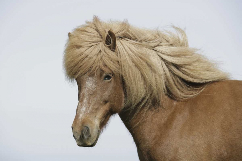 Wall Art Painting id:131045, Name: Iceland Portrait of an Icelandic horse, Artist: Morris, Arthur