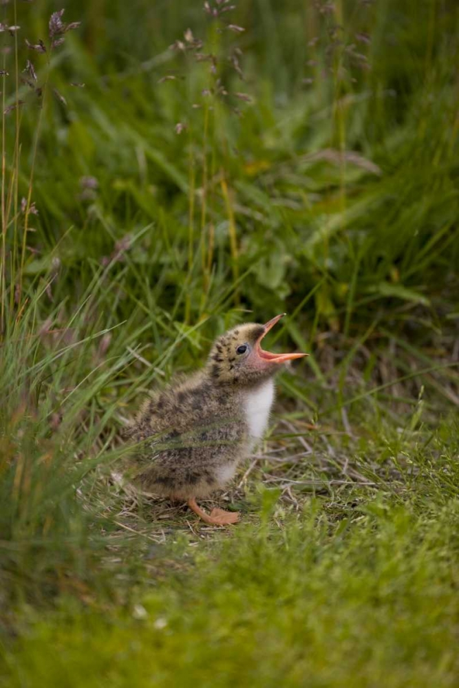 Wall Art Painting id:128219, Name: Iceland, Snaefellsnes A newborn Arctic tern, Artist: Grall, Don