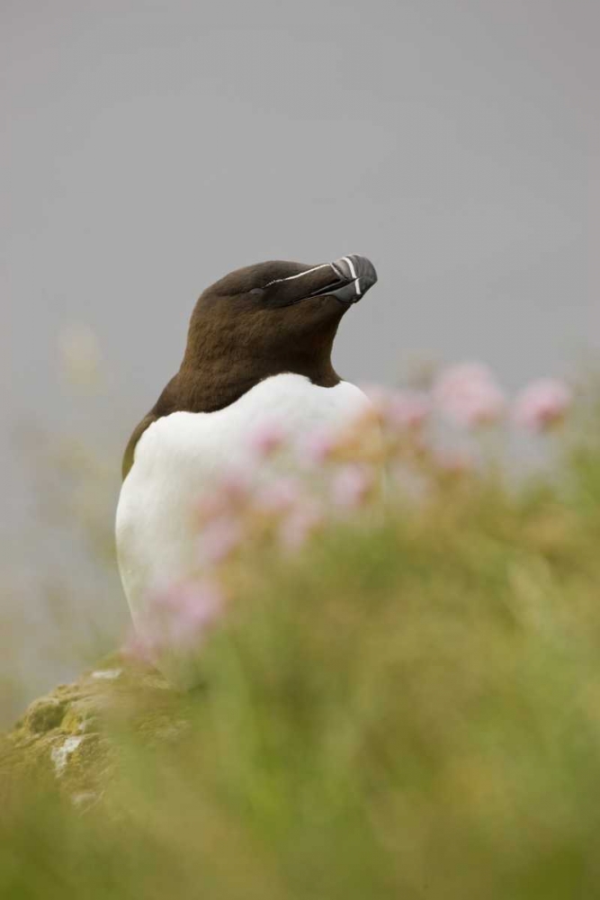 Wall Art Painting id:128233, Name: Iceland, Latrabjarg Razorbill behind flowers, Artist: Grall, Don