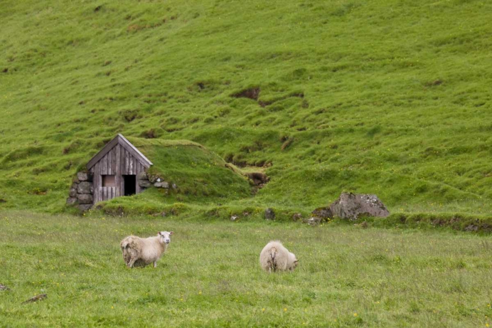 Wall Art Painting id:128157, Name: Iceland, Skogar Icelandic sheep by a hut, Artist: Grall, Don