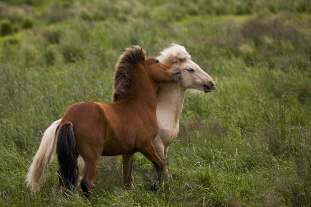 Wall Art Painting id:128145, Name: Iceland Icelandic horses getting feisty, Artist: Grall, Don