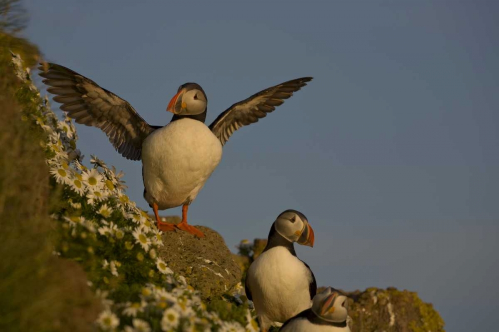 Wall Art Painting id:128253, Name: Iceland, Latrabjarg Atlantic puffin on cliff, Artist: Grall, Don