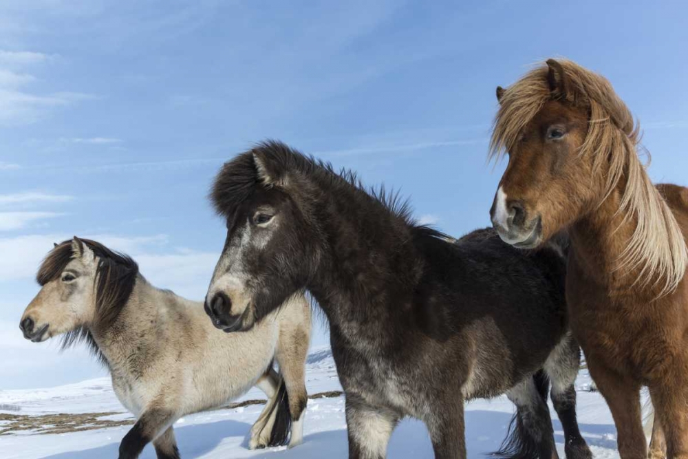 Wall Art Painting id:136158, Name: Iceland Icelandic horses, Artist: Young, Bill