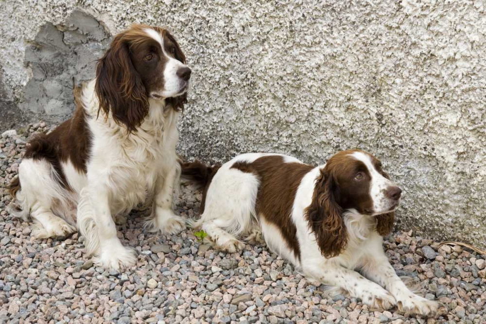 Wall Art Painting id:130062, Name: Ireland, Donegal Two Springer spaniel dogs, Artist: Kaveney, Wendy