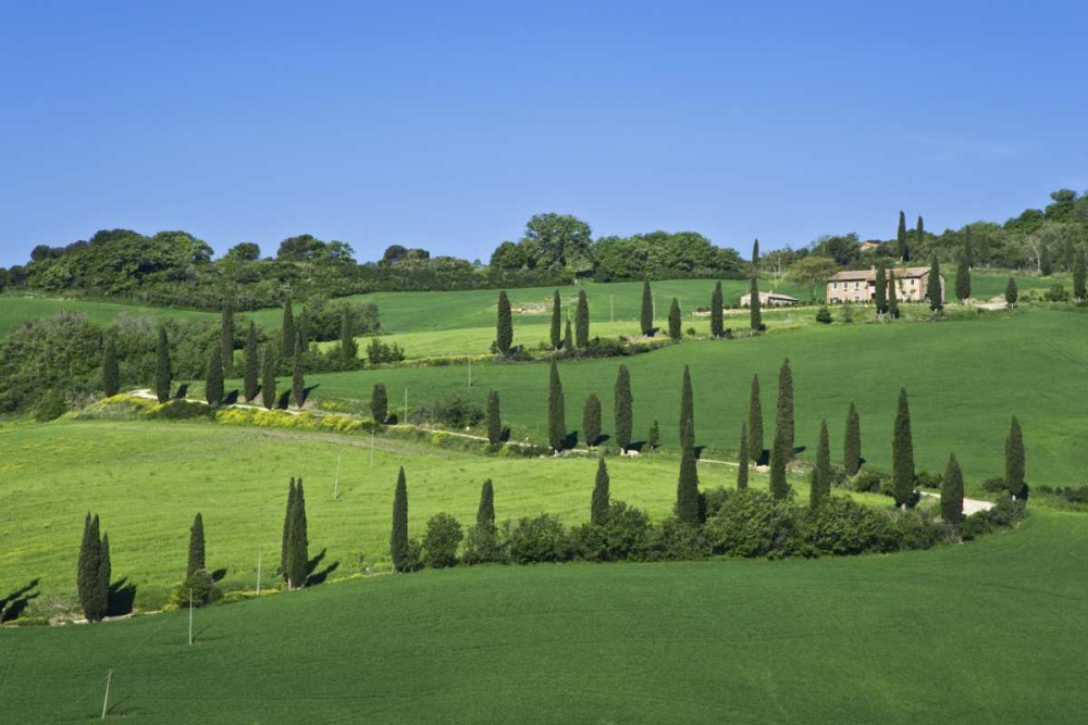 Wall Art Painting id:127996, Name: Italy, Tuscany Cypress trees line road to villa, Artist: Flaherty, Dennis