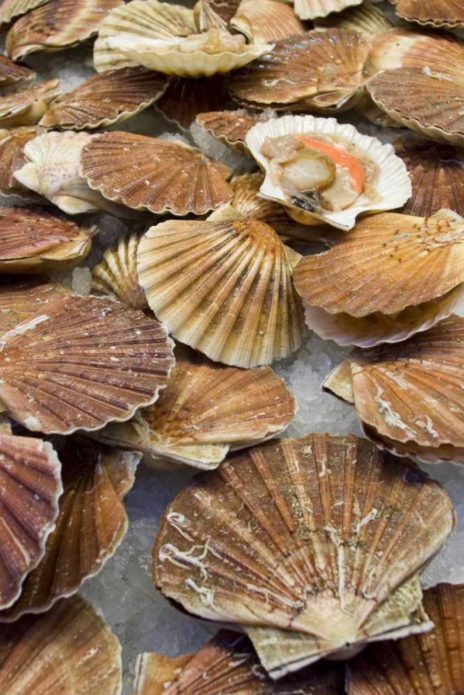 Wall Art Painting id:130603, Name: Italy, Venice Scallops for sale at a fish market, Artist: Kaveney, Wendy