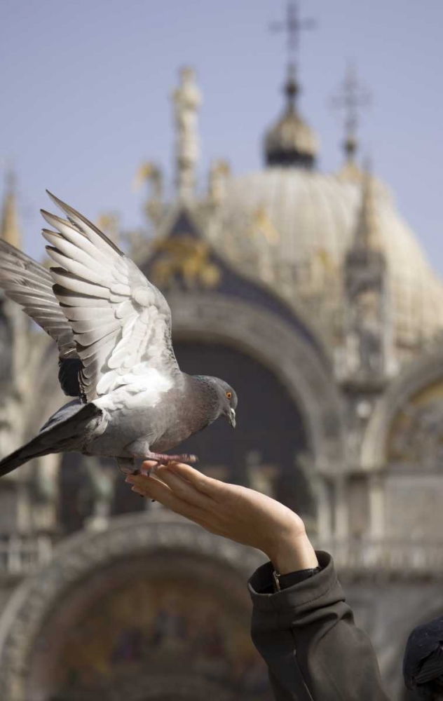 Wall Art Painting id:130524, Name: Italy, Venice A tourists hand feeding a pigeon, Artist: Kaveney, Wendy