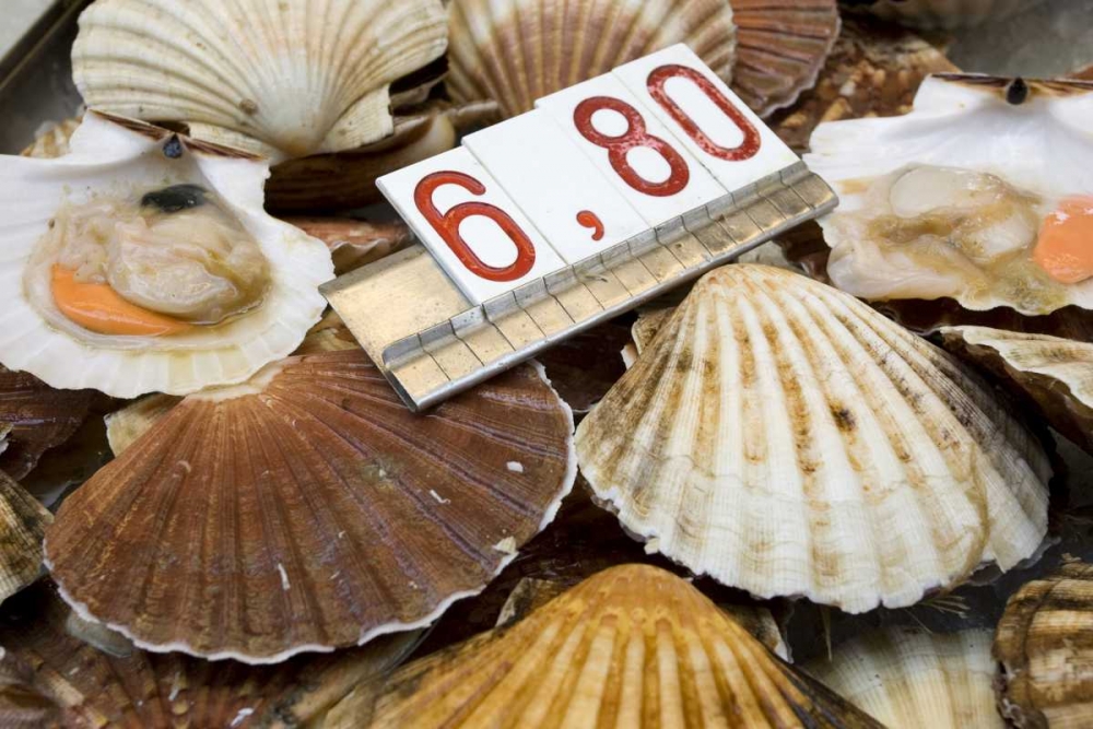 Wall Art Painting id:130268, Name: Italy, Venice Scallops for sale in the market, Artist: Kaveney, Wendy