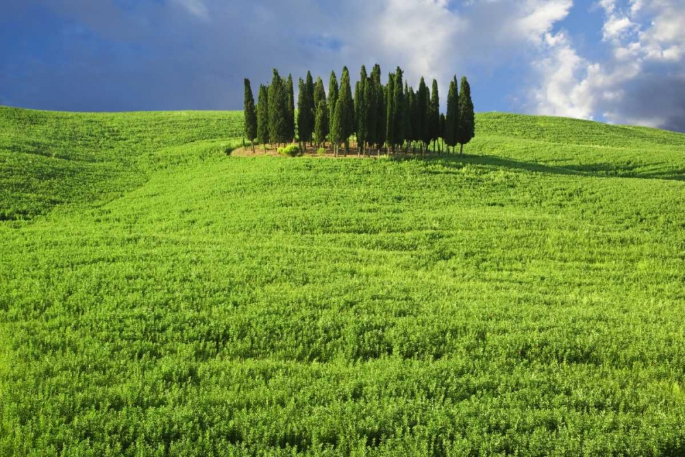 Wall Art Painting id:127422, Name: Italy, Tuscany Group of cypress trees, Artist: Flaherty, Dennis