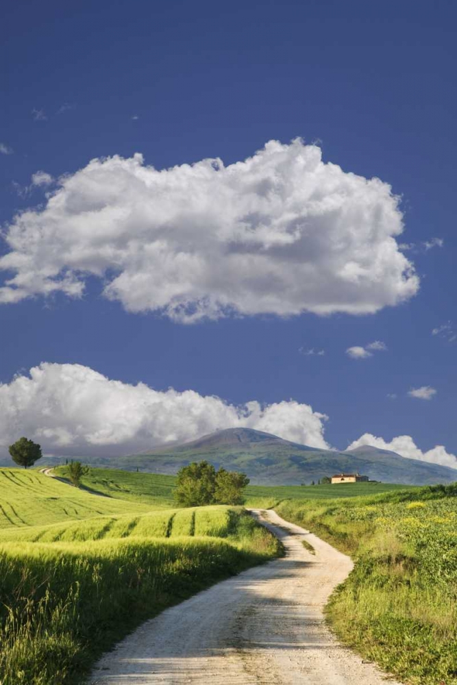 Wall Art Painting id:127431, Name: Italy, Tuscany Road leading to a villa, Artist: Flaherty, Dennis
