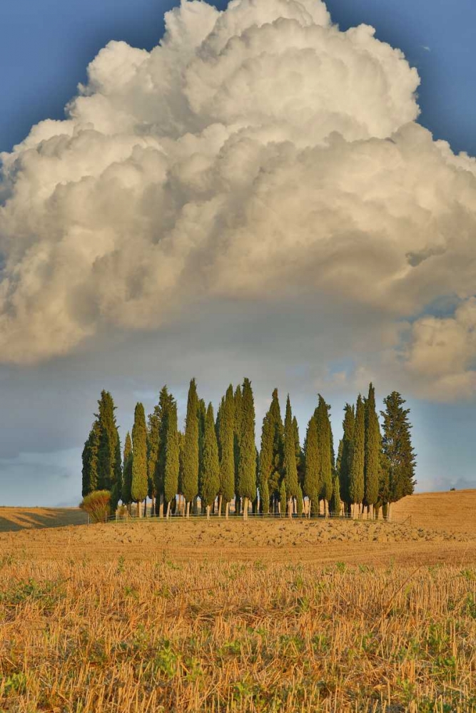 Wall Art Painting id:127359, Name: Italy, Tuscany Cypress grove and cloud formation, Artist: Delisle, Gilles