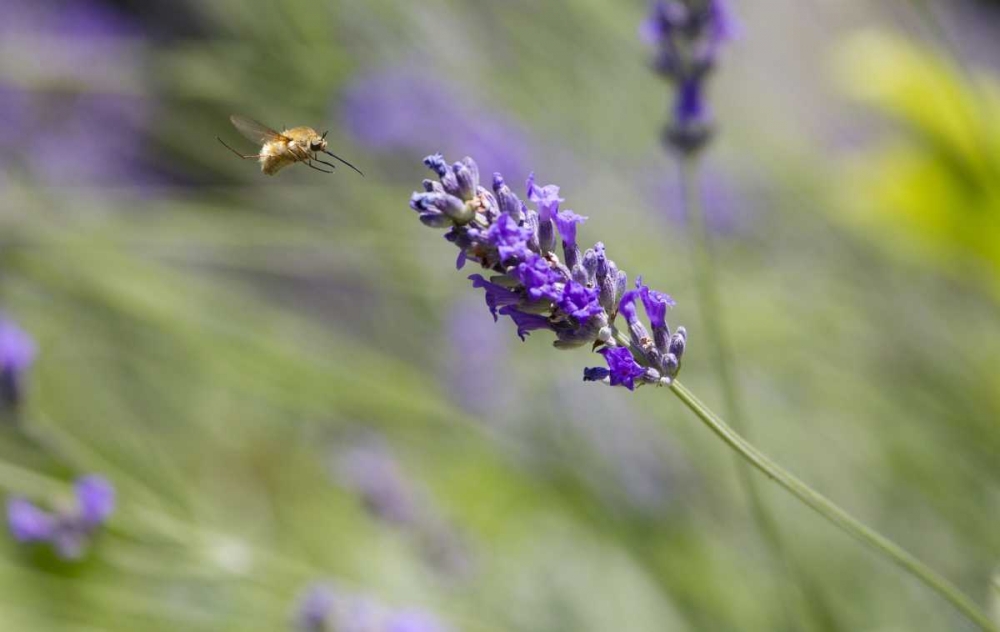 Wall Art Painting id:127273, Name: Italy, Tuscany Bee fly and lavender flower, Artist: Delisle, Gilles