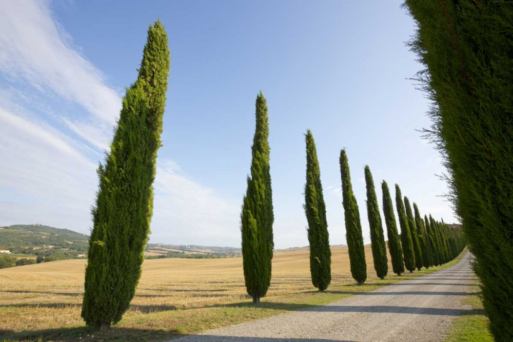 Wall Art Painting id:127246, Name: Italy, Tuscany Road and cypress trees, Artist: Delisle, Gilles
