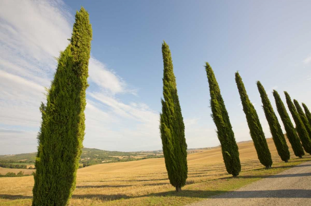 Wall Art Painting id:127248, Name: Italy, Tuscany Road and cypress trees, Artist: Delisle, Gilles